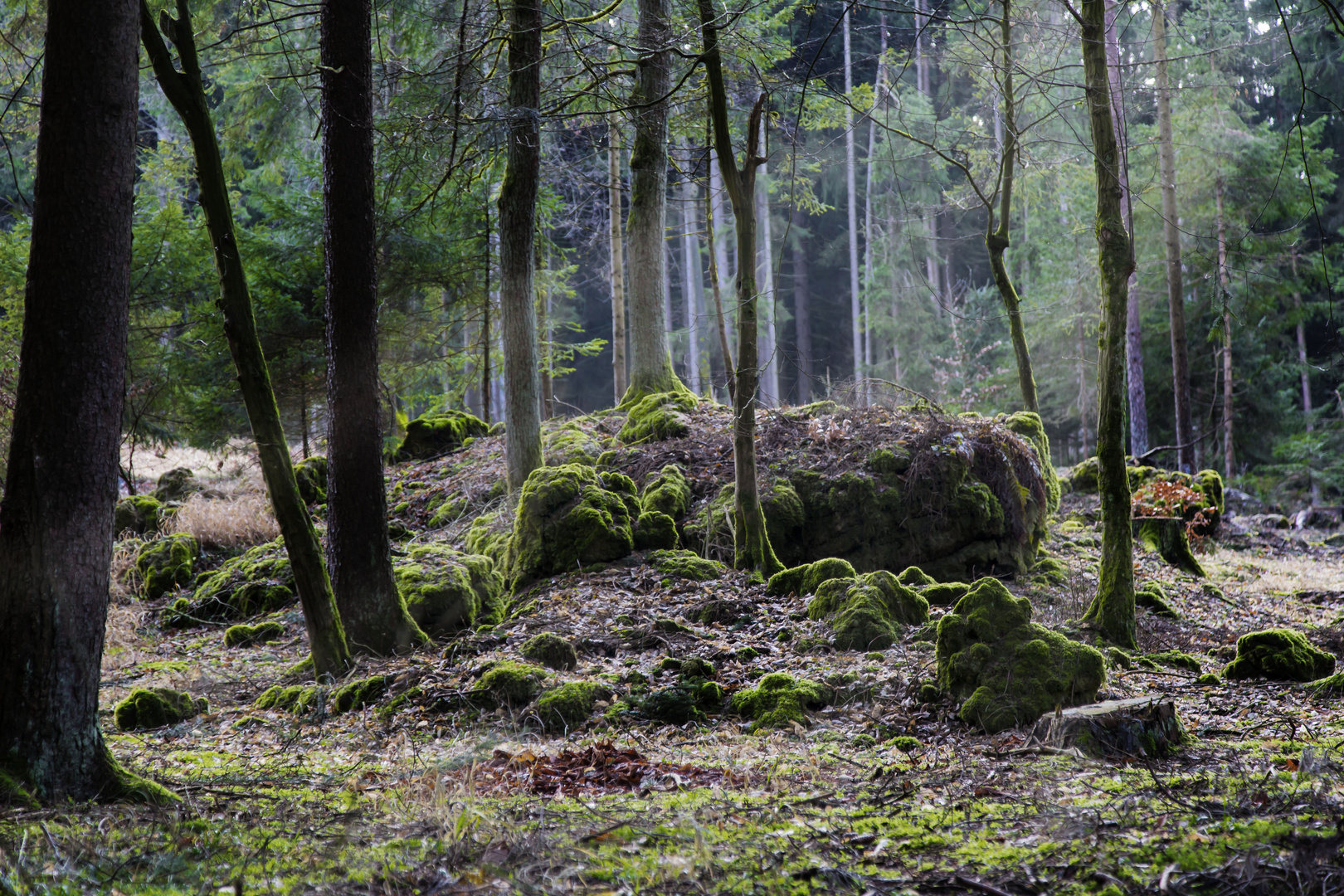 Im Zauberwald