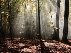 Im Zauberwald -da könnten...