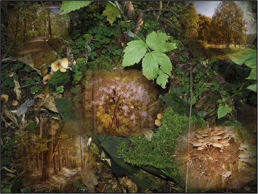 im Zauberwald unterwegs......