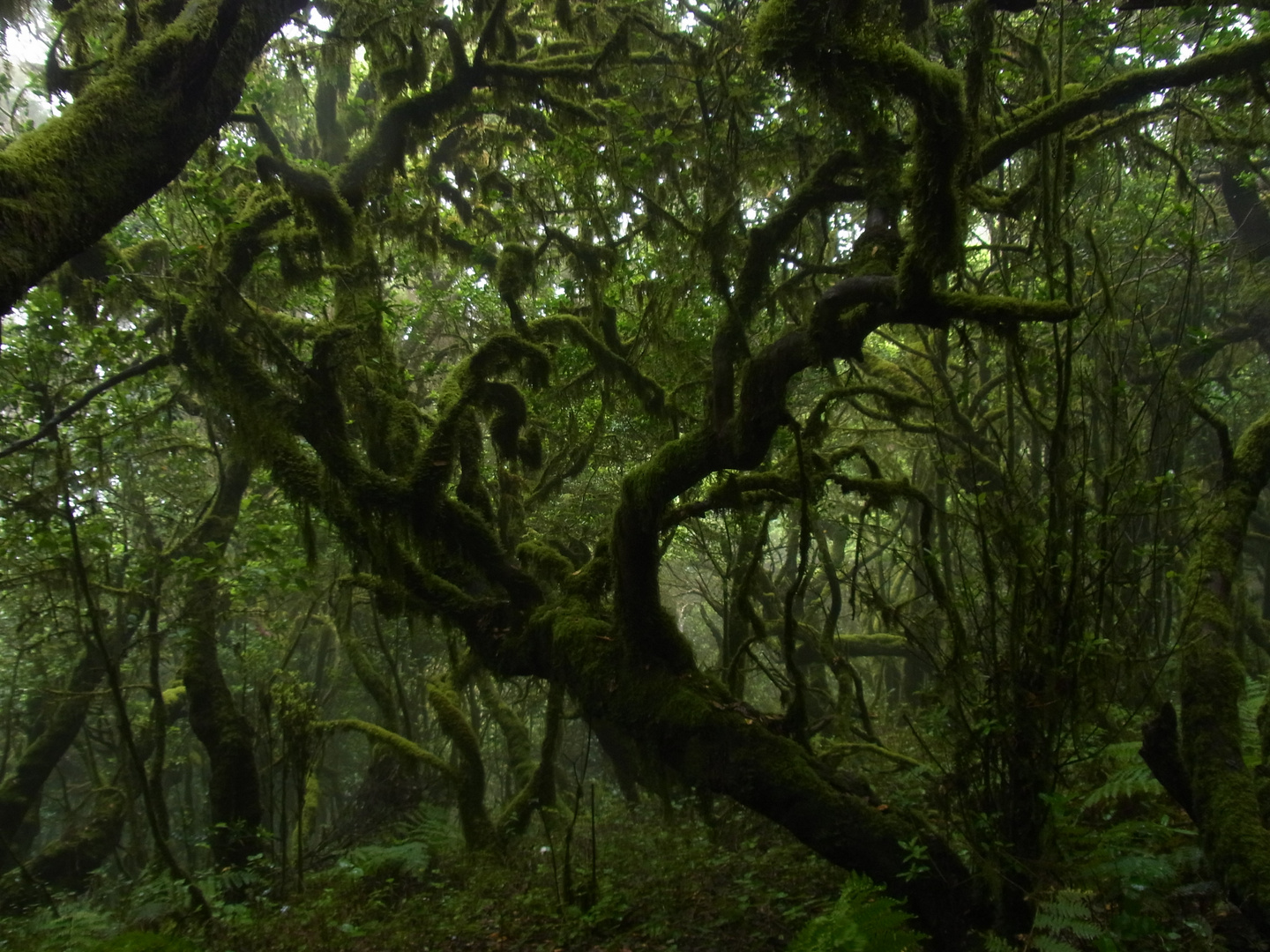 Im Zauberwald von La Gomera