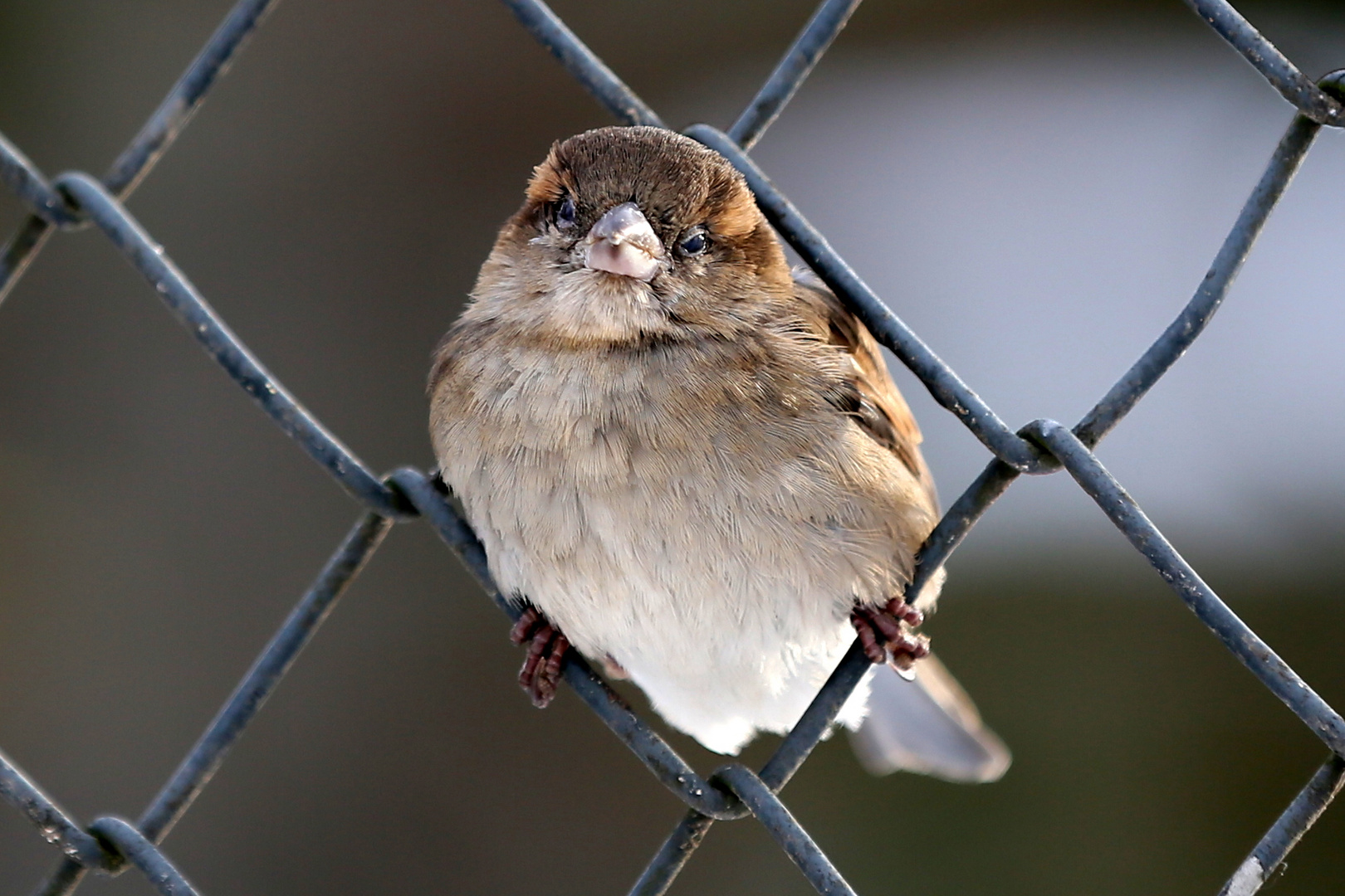 Im Zaun sitzten ist lustig.. Foto & Bild tiere, zoo, wildpark