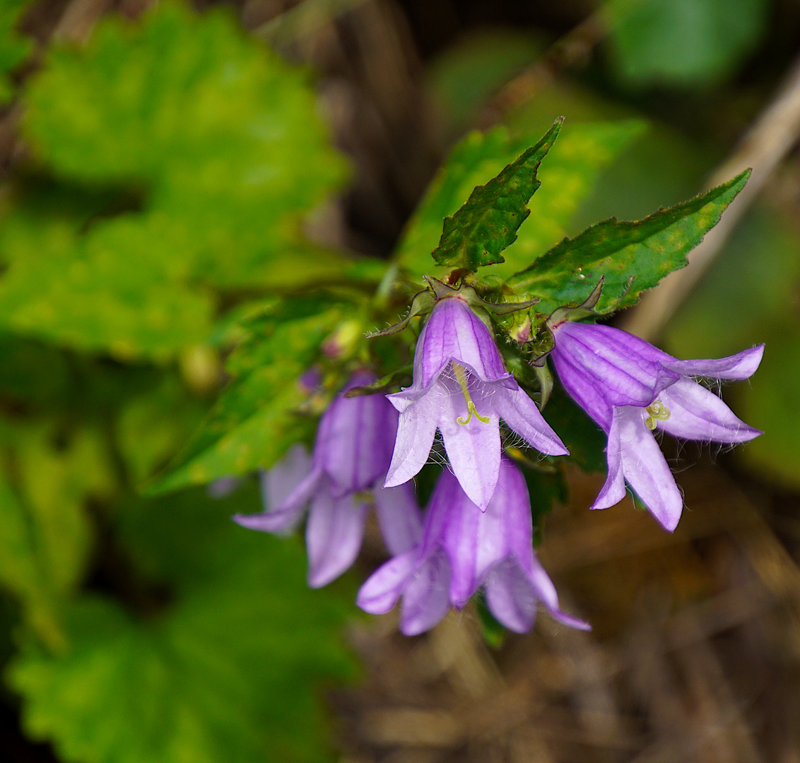 Im Zechsteinriff: Nesselblättrige Glockenblume