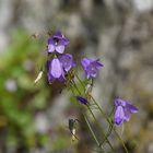 Im Zechsteinriff: Rundblättrige Glockenblume