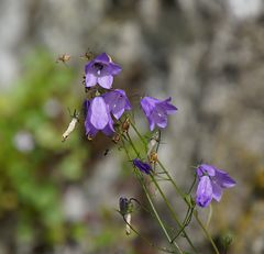 Im Zechsteinriff: Rundblättrige Glockenblume