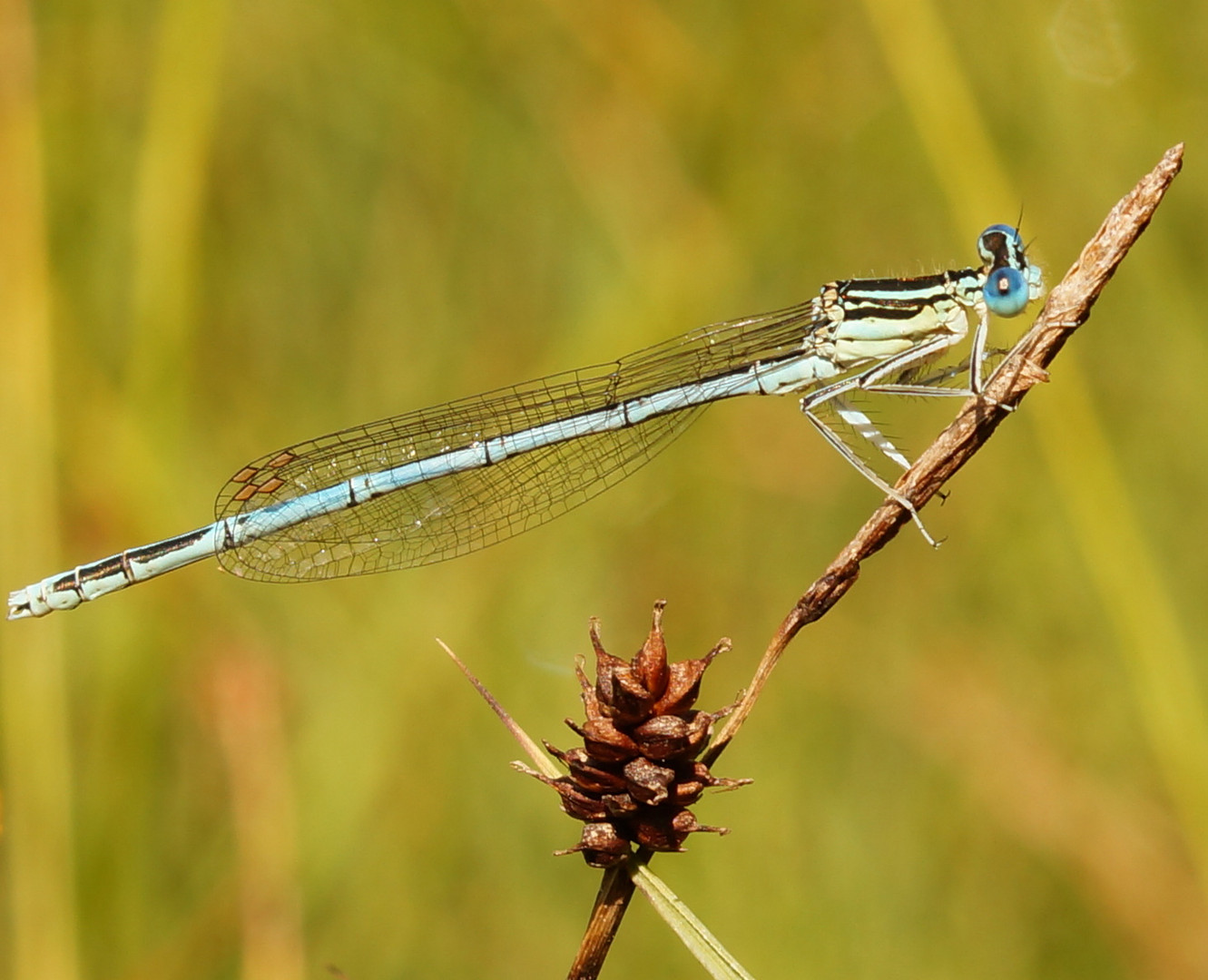 Im Zeichen der Libelle