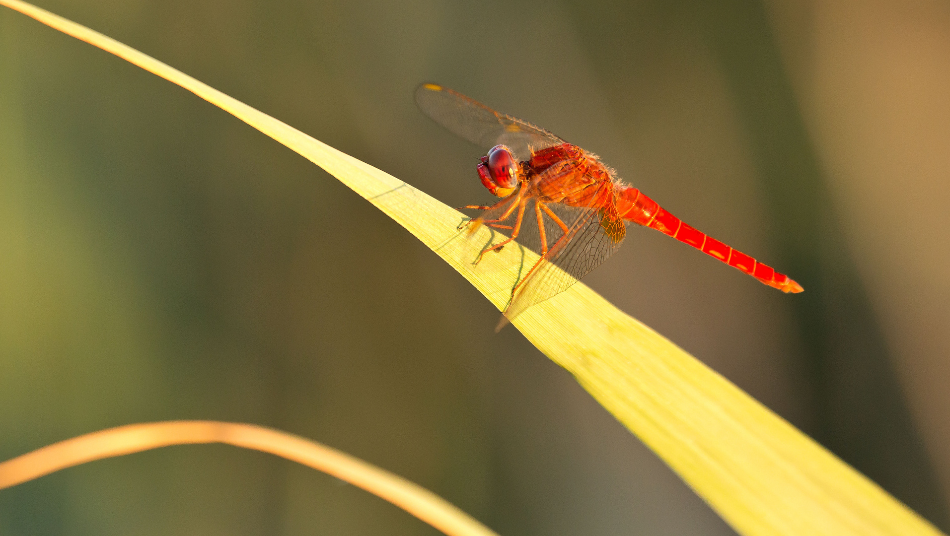 Im Zeichen der Libelle