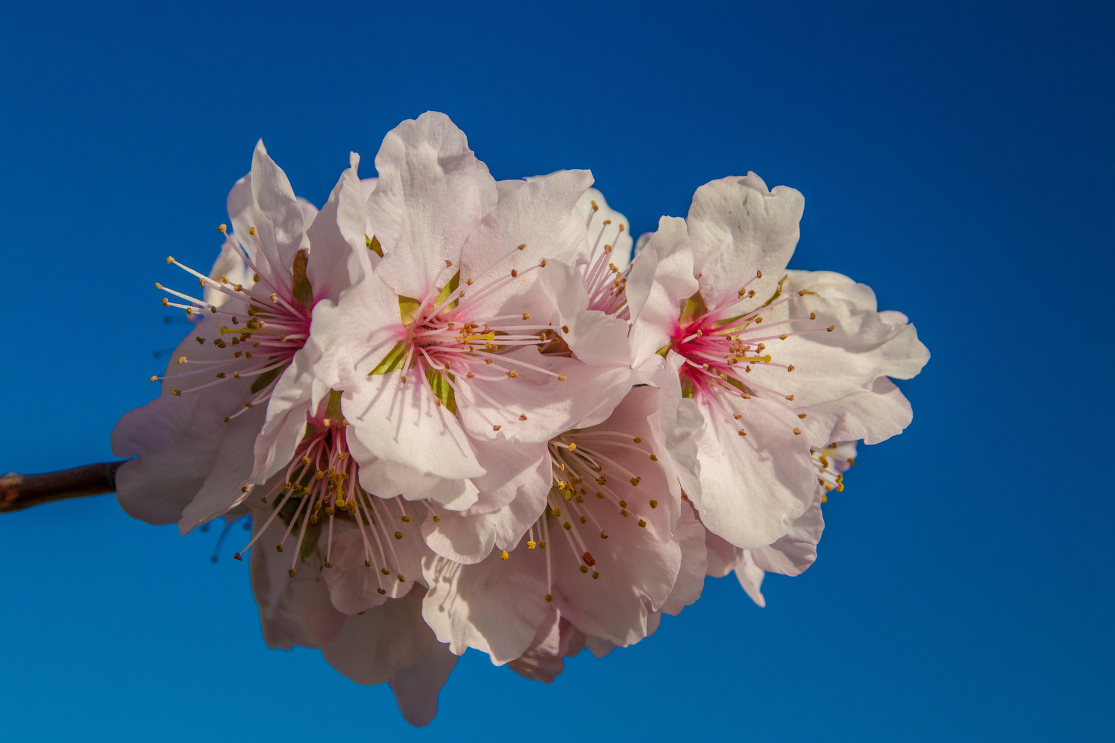 Im Zeichen der Mandelblüte...