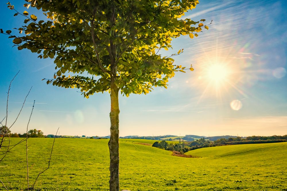 Im Zeichen des Lichts Foto & Bild | world, bäume, sonne Bilder auf