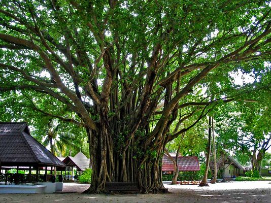 im Zentrum der Insel Kanifinolhu