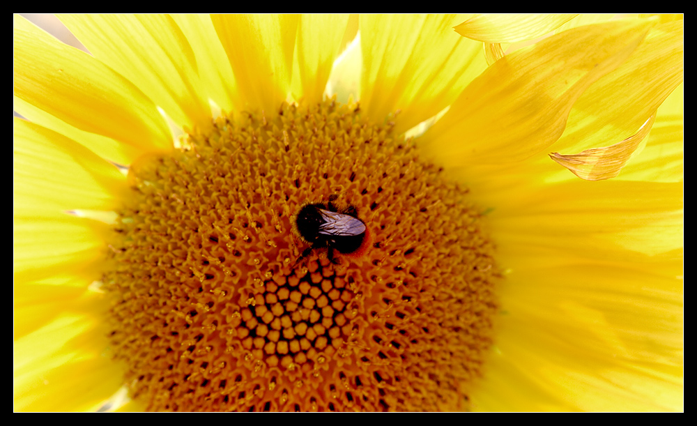 Im Zentrum der Sonne