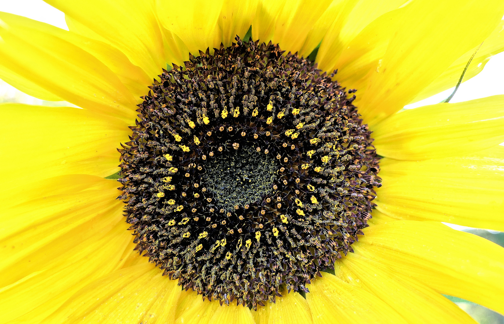 Im Zentrum der Sonnenblume