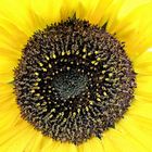 Im Zentrum der Sonnenblume