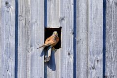 Im Zentrum: Nahrungsbeschaffung ...