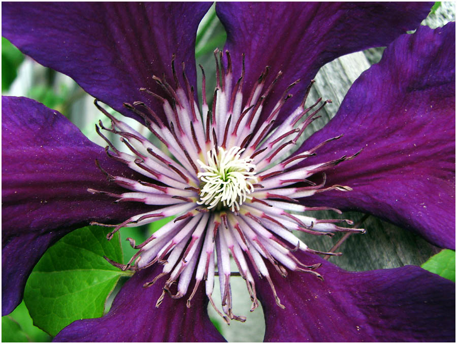 Im Zentrum unserer Clematis