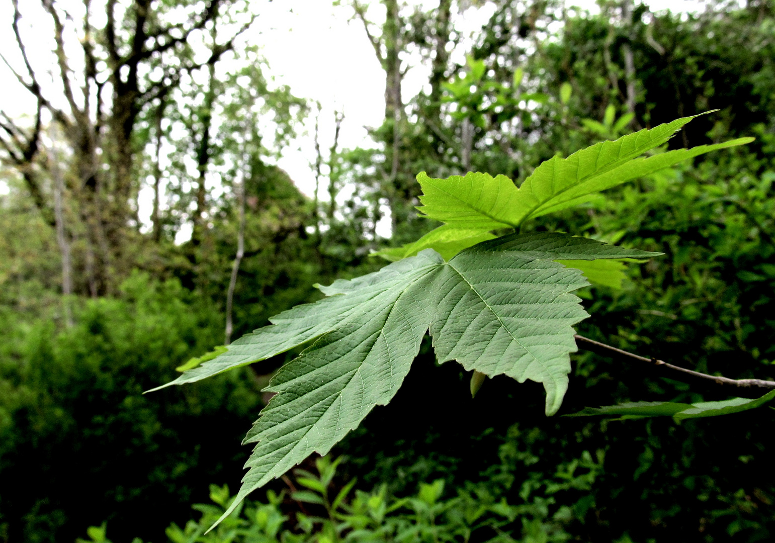 im Zentrum - Wald ..................