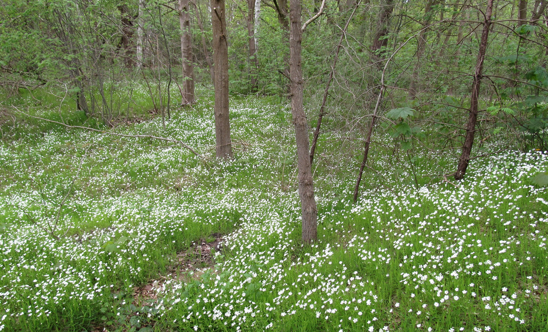 im Zentrum Wald blühen Blumen ............