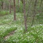 im Zentrum Wald blühen Blumen ............