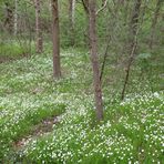 Natur Wald Bäume 