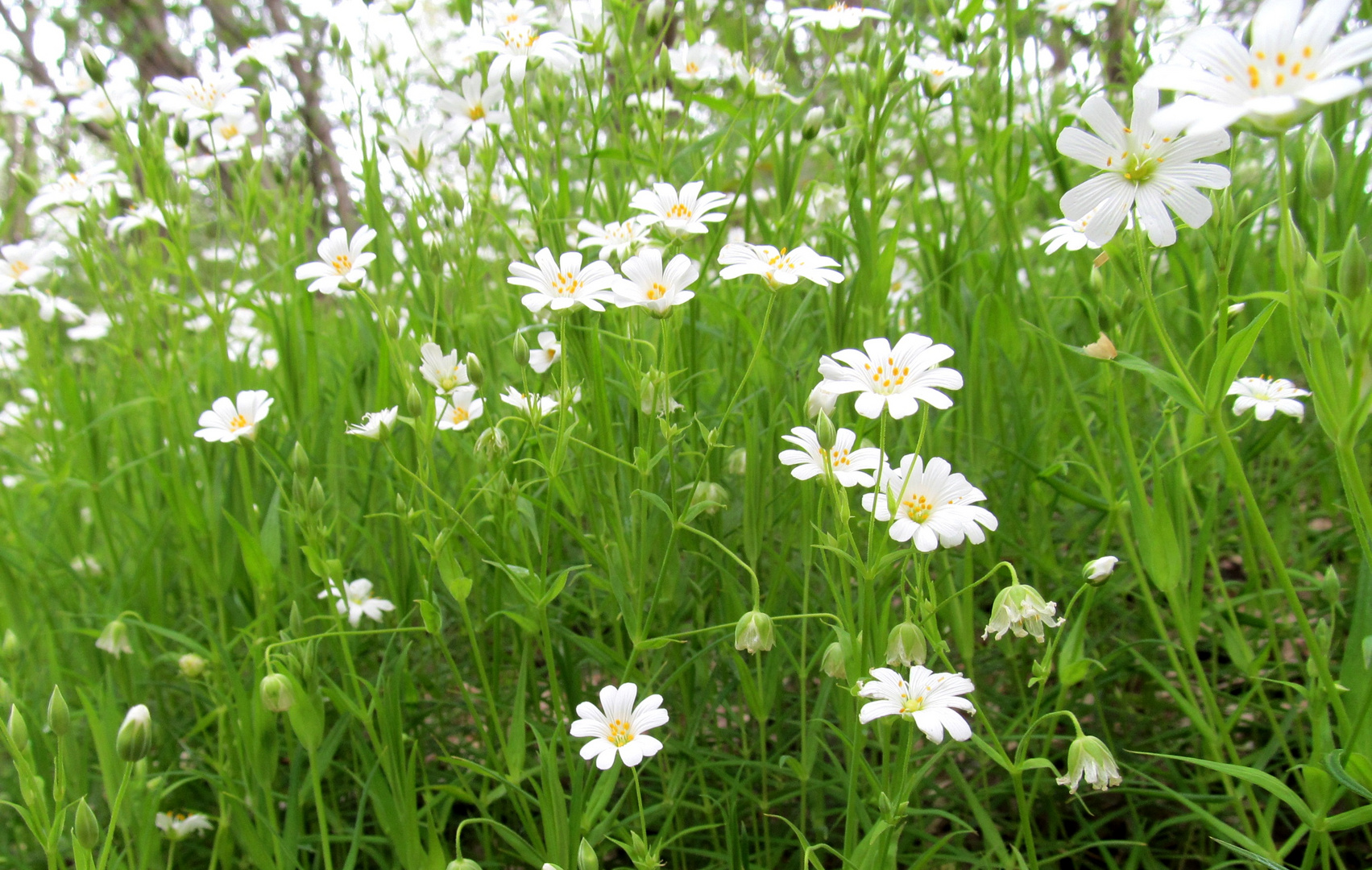 im Zentrum Wald standen diese Blumen ....