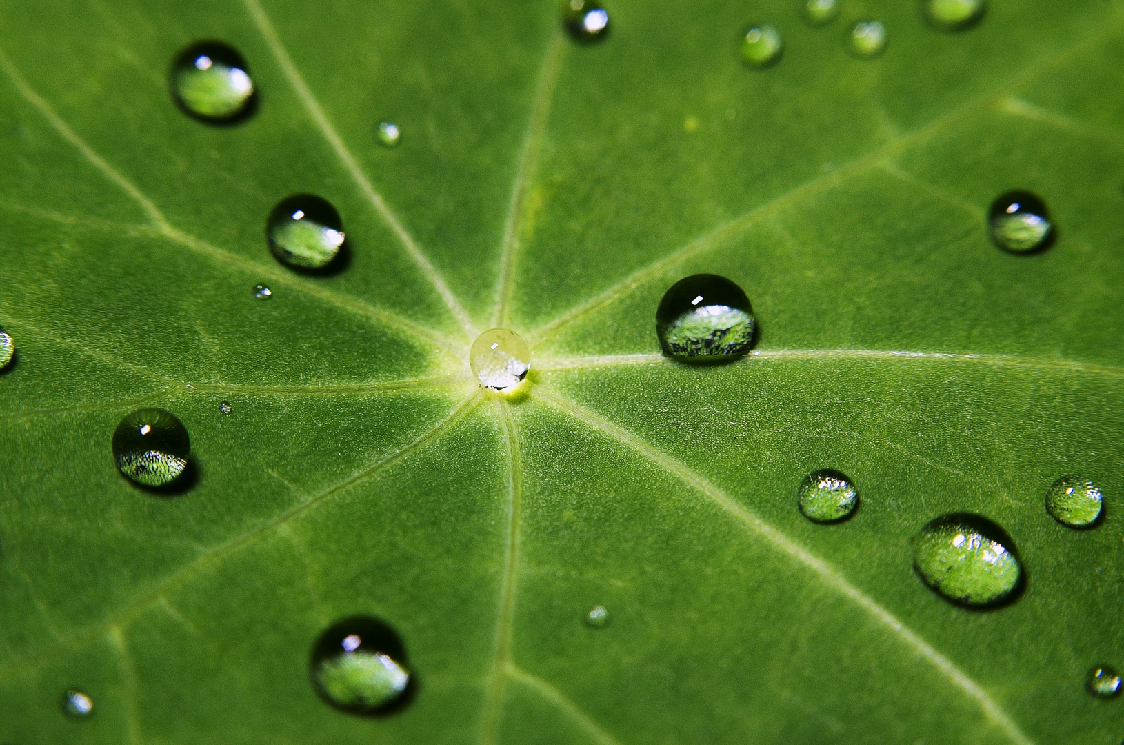 Im Zentrum - Wassertropfen auf Kapuzinerkresse- Blatt mit Lotuseffekt (Drops in the Center)