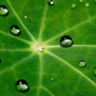 Im Zentrum - Wassertropfen auf Kapuzinerkresse- Blatt mit Lotuseffekt (Drops in the Center)