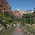 Im Zion National Park