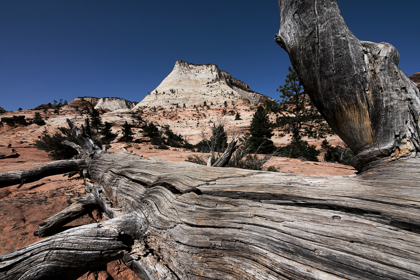 Im Zion Nationalpark