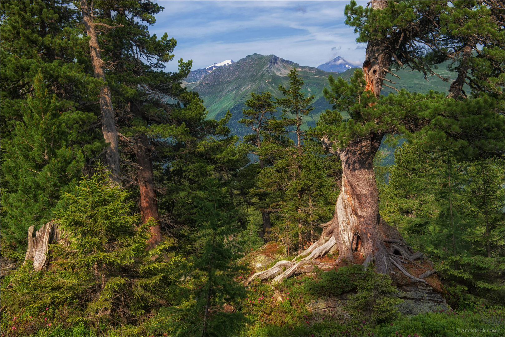 Im Zirbenwald