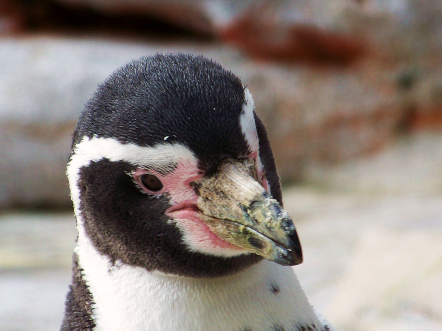 im Zoo am Meer in Bremerhaven