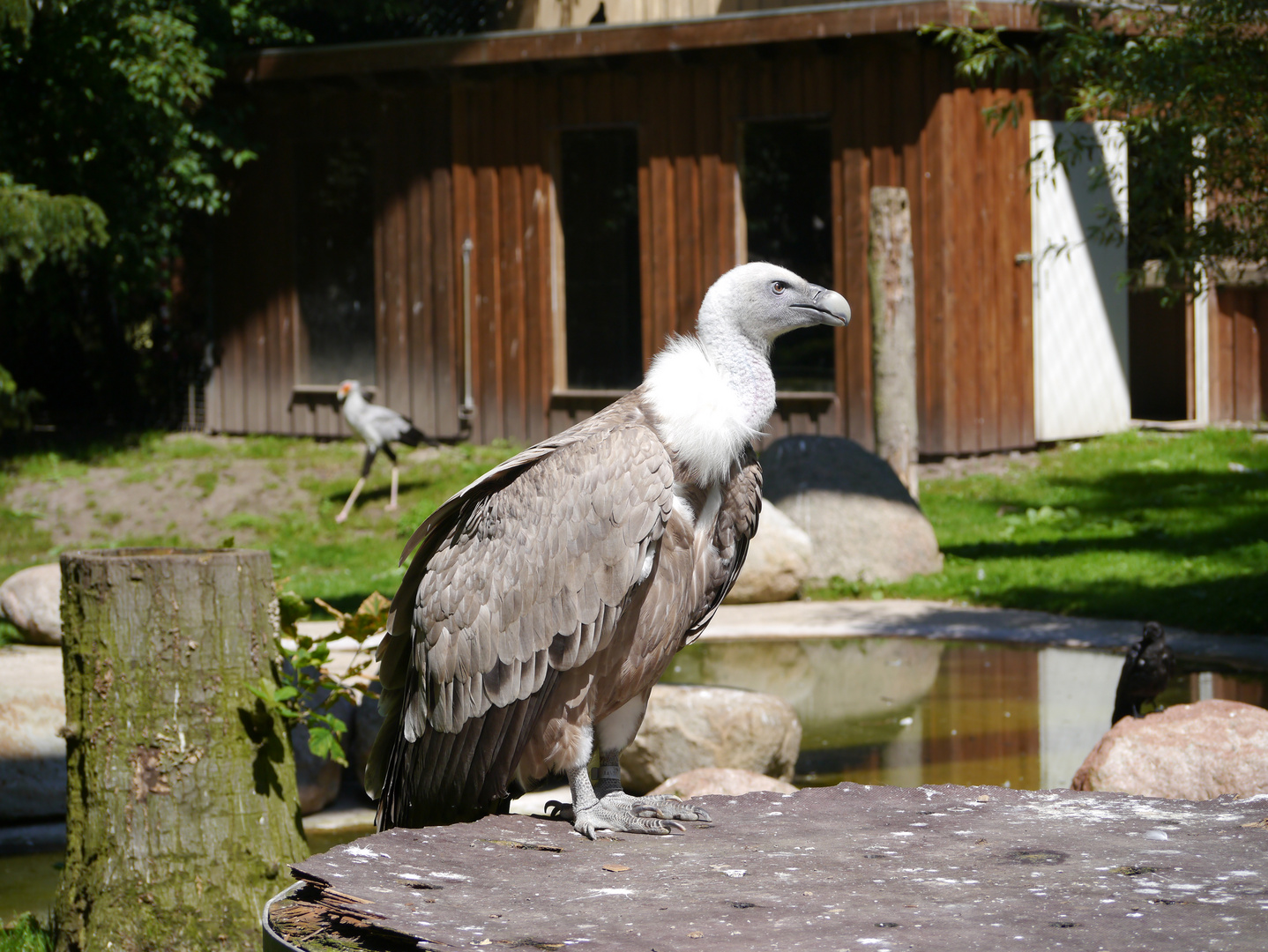 im Zoo - Geier