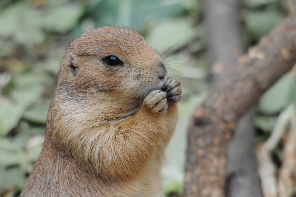 Im Zoo Halle