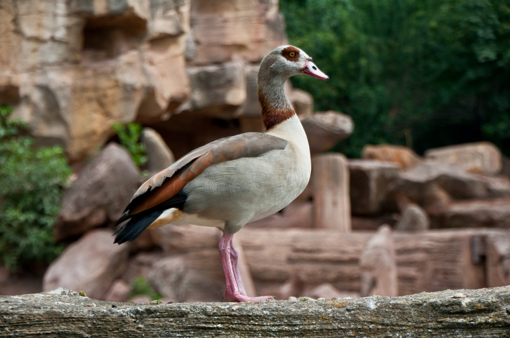 im Zoo Hannover