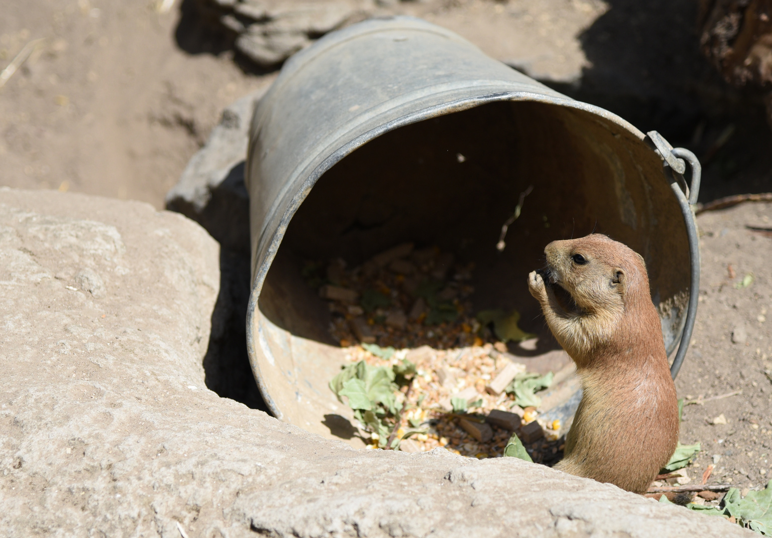 im Zoo Hannover