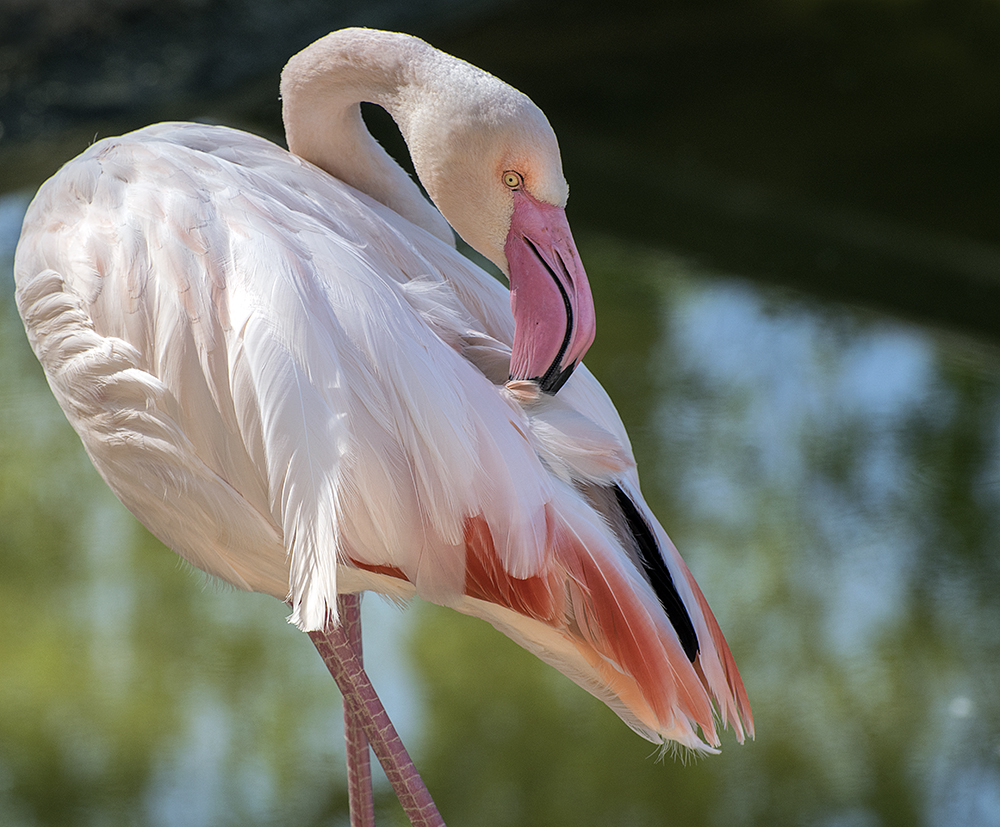 Im Zoo Hellbrunn/Salzburg....