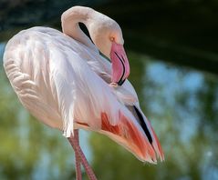 Im Zoo Hellbrunn/Salzburg....