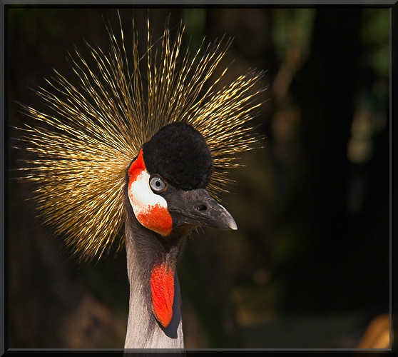 Im Zoo II (Dresden)