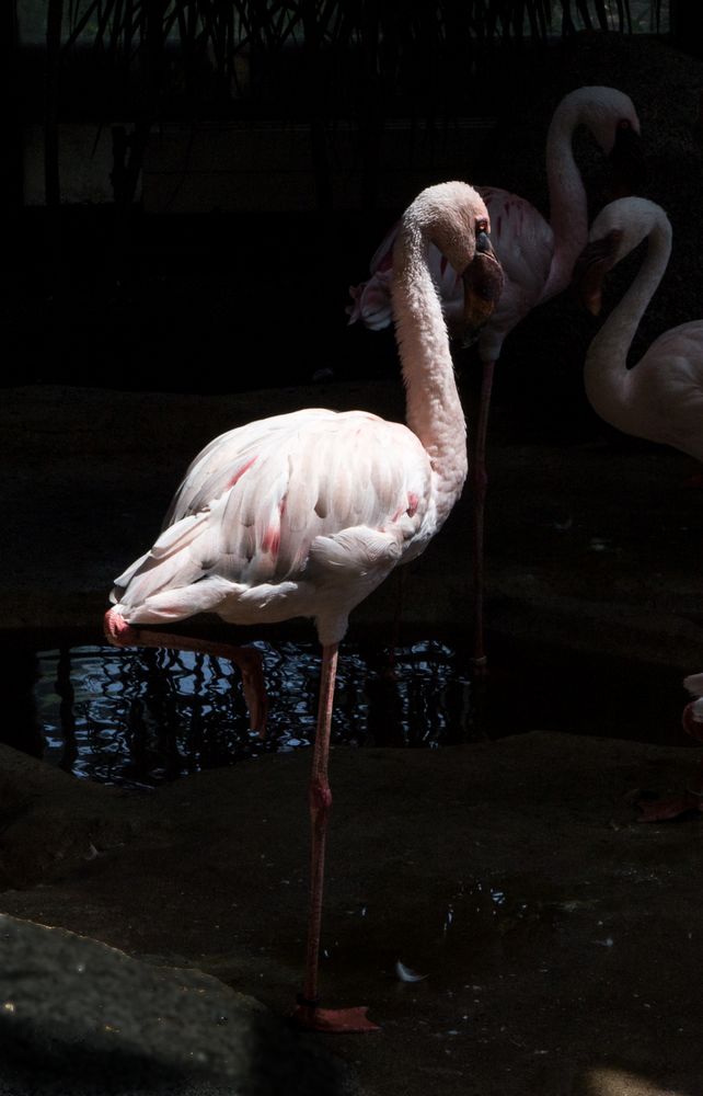 Im Zoo Karlsruhe (*Kl)