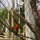 im Zoo klettern