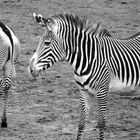 im Zoo Leipzig 2