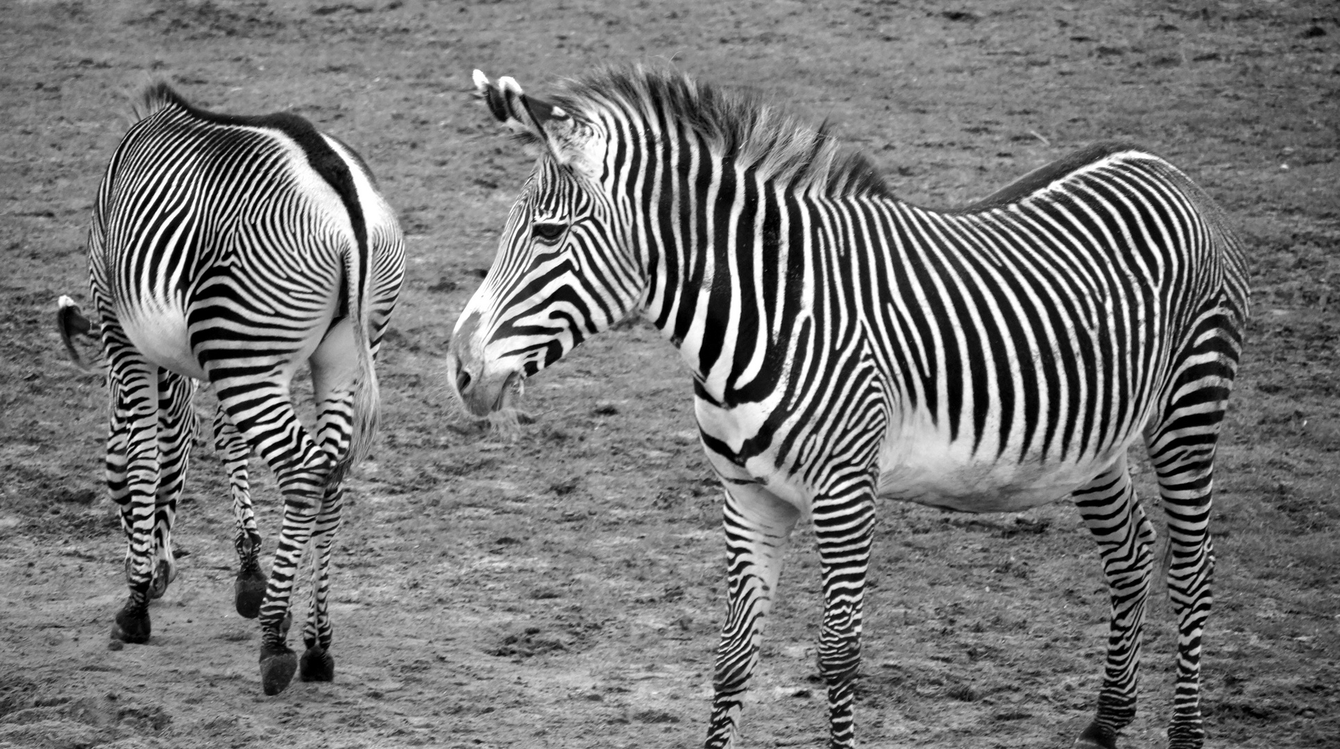 im Zoo Leipzig 2