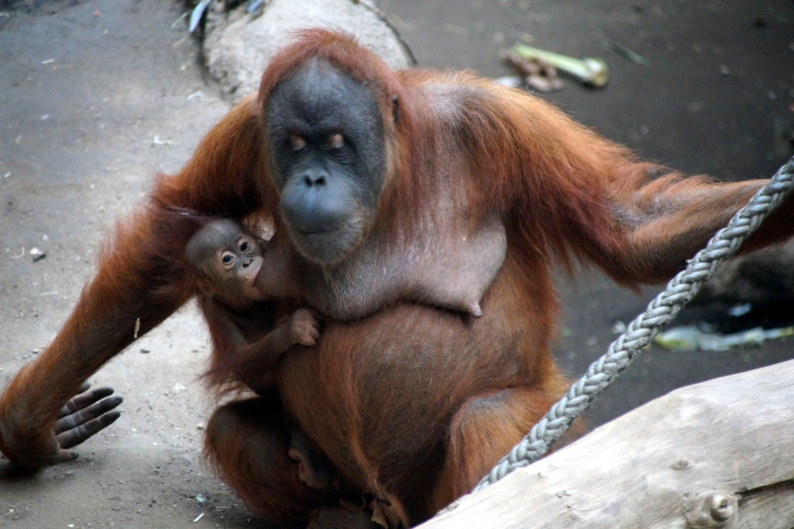 im Zoo Leipzig 3