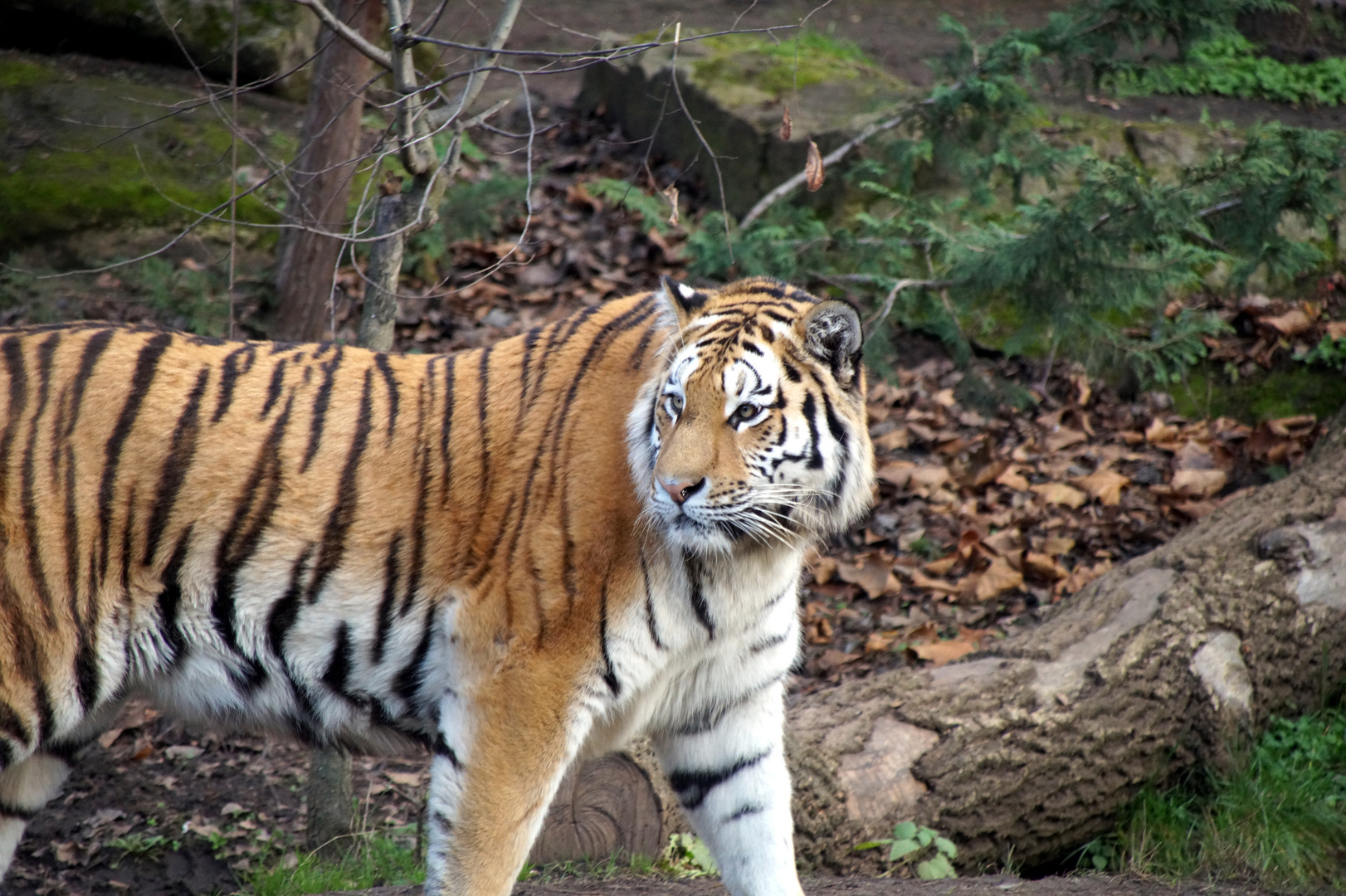 im Zoo Leipzig 4 