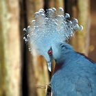 im Zoo Leipzig 5 