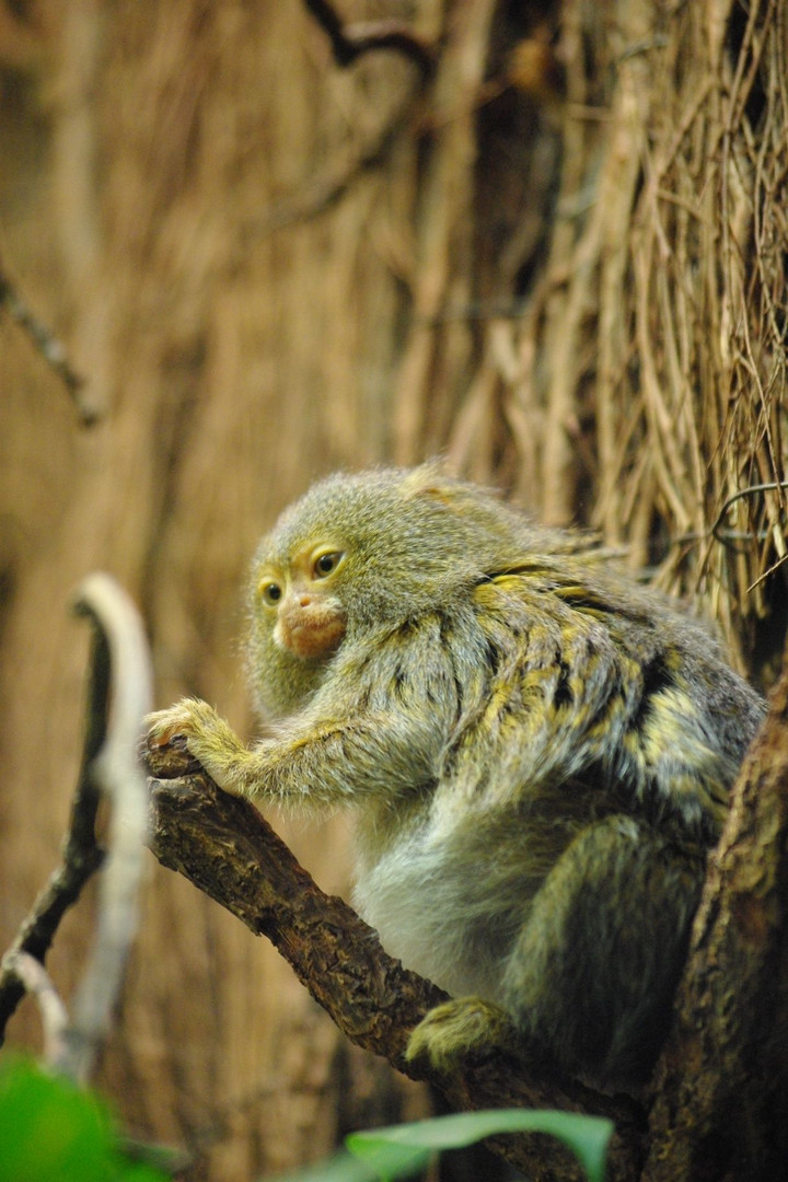 Im Zoo Leipzig