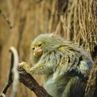 Im Zoo Leipzig