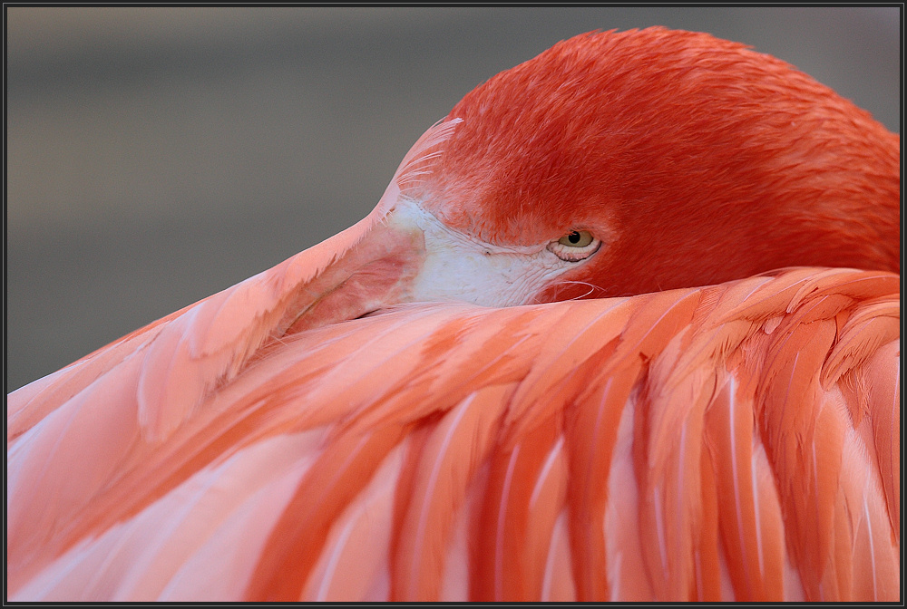 ... Im Zoo Magdeburg #04 ...