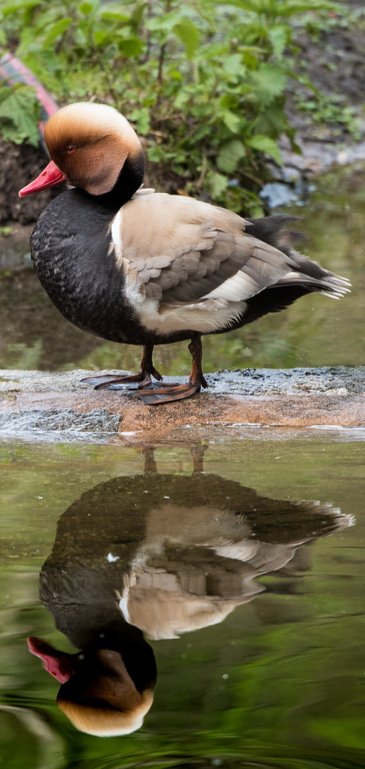 Im Zoo Nürnberg