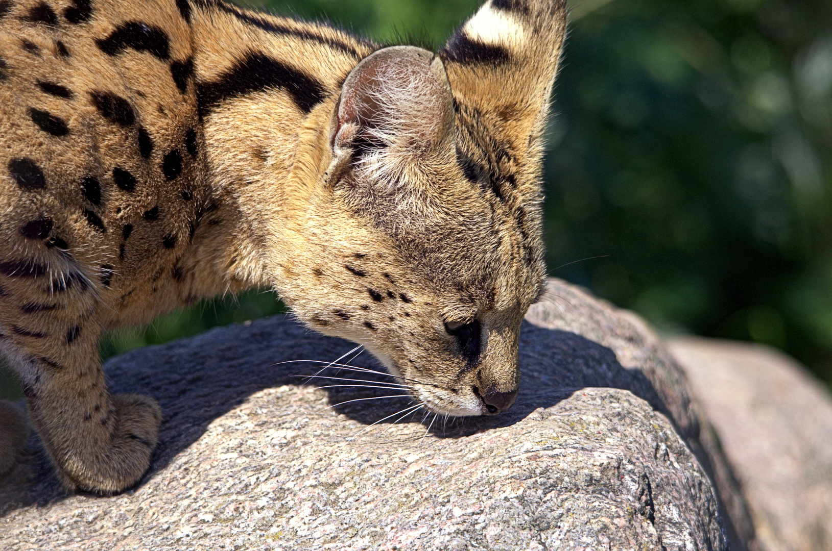 Im Zoo Osnabrück