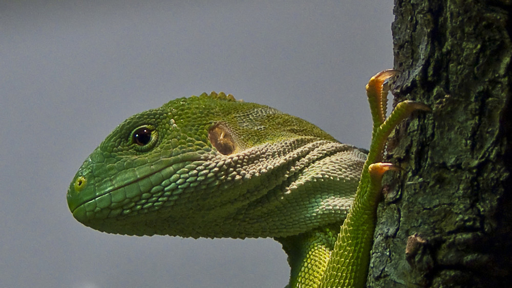 Im Zoo Zürich