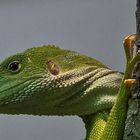 Im Zoo Zürich